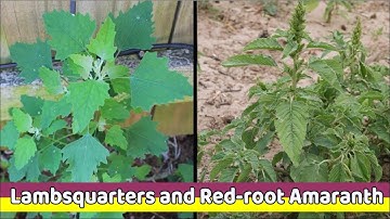2 Pigweeds: Lambsquarters and Red-root Amaranth