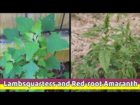 Video: Je, redroot pigweed inaonekanaje?