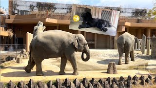 One of Asia’s Greatest Zoos - Japan Nagoya Higashiyama Zoo🦒🐘日本名古屋の東山動物園