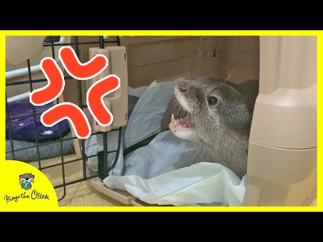 カワウソビンゴ出かける時に全力でぐずる/Otter Bingo get fussy when he bring him out