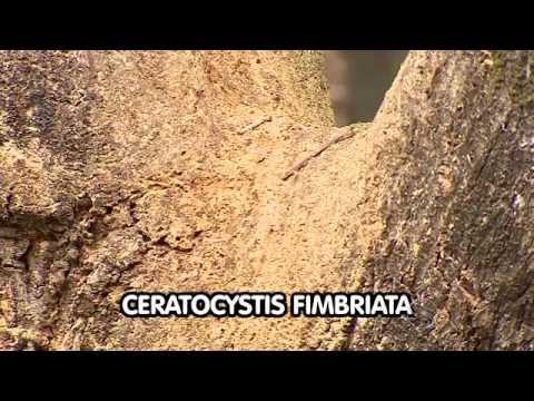 Vídeo: Doença do cacho em árvores de noz-pecã - Tratamento da doença do cacho de noz-pecã em jardins