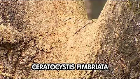 Como fazer para matar uma mangueira?