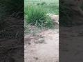 🐱💥✨кто нибудь помогите! #кошкивидео #рыжаякошка #бездомныеживотные #помощьживотным #cats