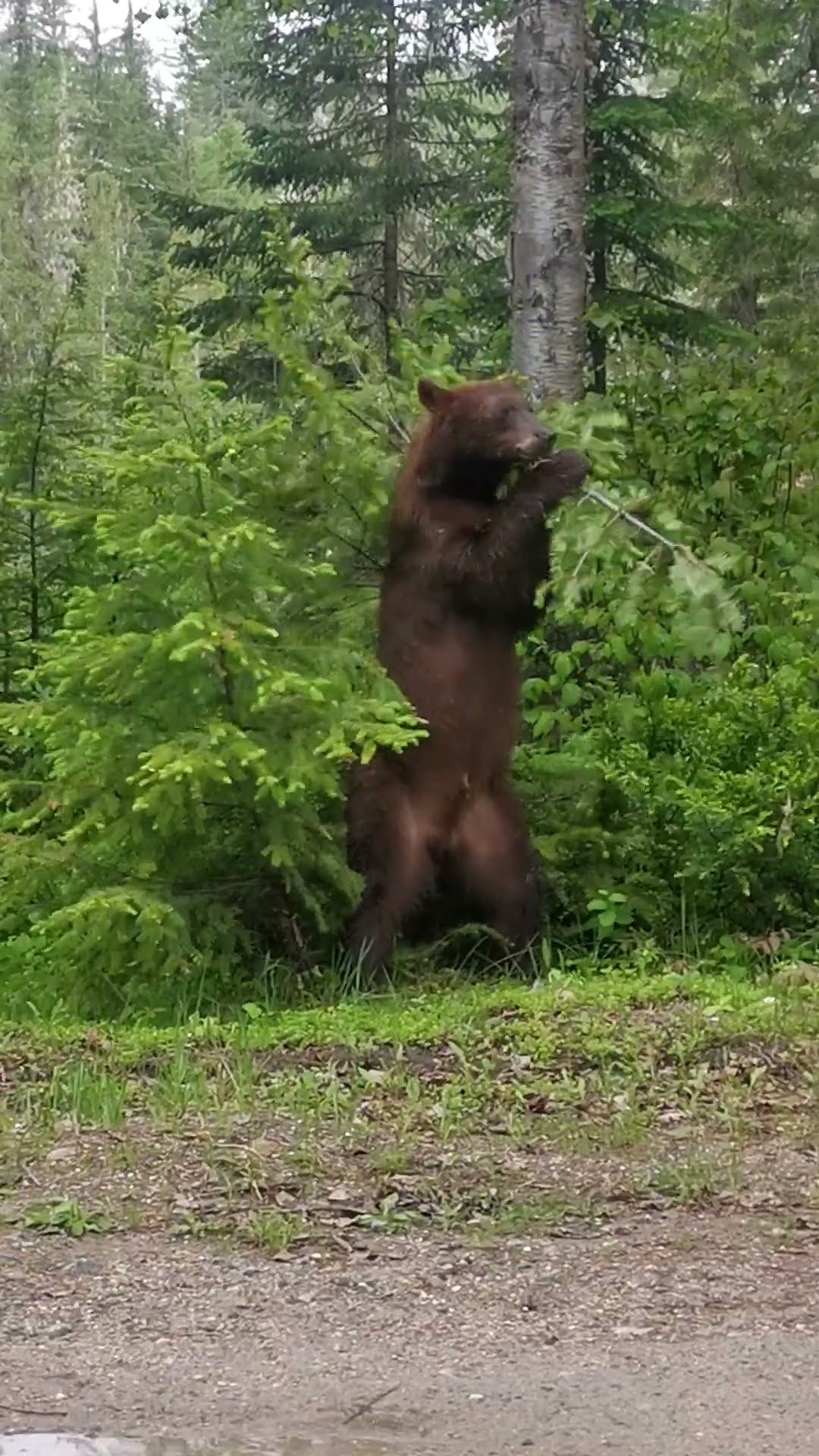 Black Bear Scratches Itch With Tree || ViralHog