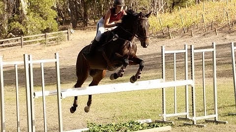 How I warm up for show jumping