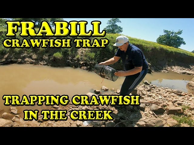 Frabill Crawfish Trap Catching Crawfish in the Creek 