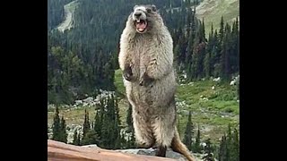 Marmot Mania : 5 Fun Facts You Didn't Know