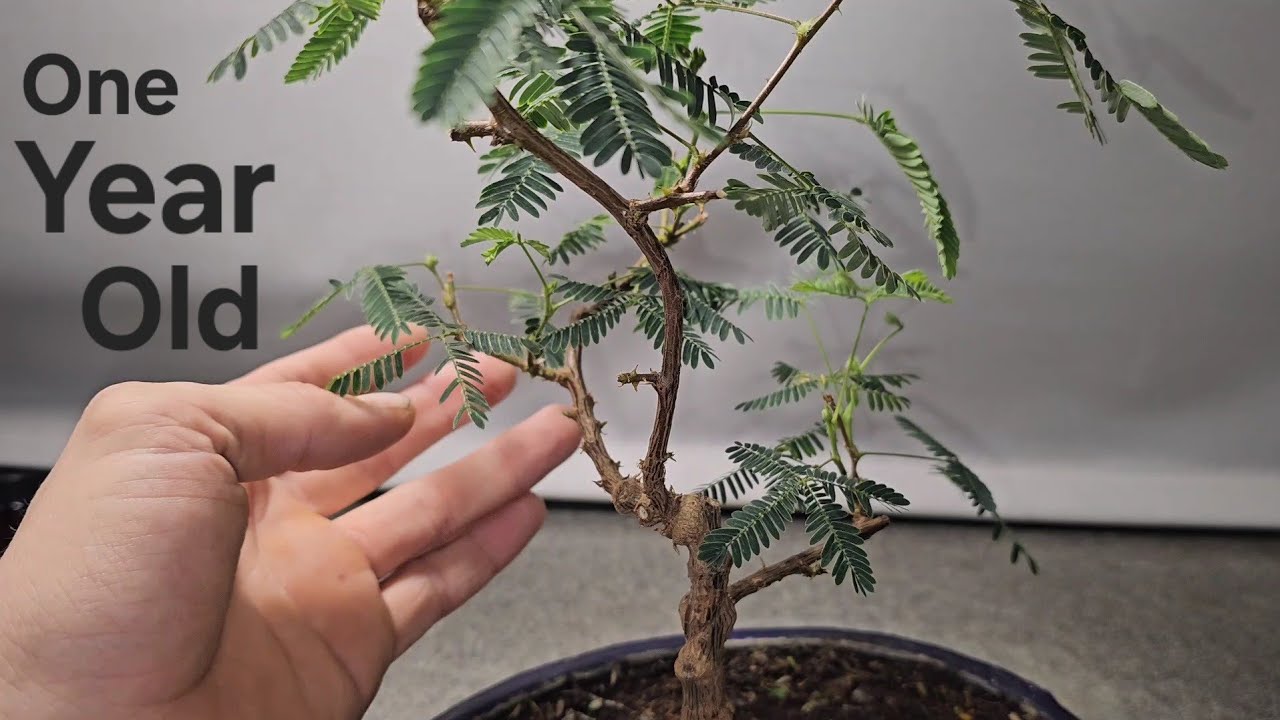 So you want to Bonsai a Mimosa Pudica?