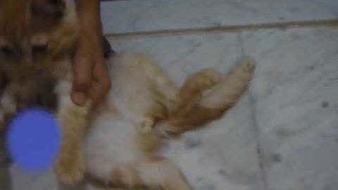 mean kitty do kamehameha blust made by adobe after effect cs 4