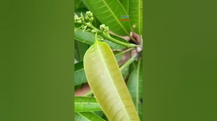 THIS PRUNING TECHNIQUE HELPS INDUCE FLOWERS FOR MANGOES | HOW TO CARE AND GRAFTING TREES - DayDayNews