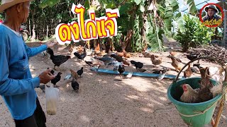 ไก่แจ้ ป่าเหลืองทั้งขาสั้น-ขากลาง เยอะจริงๆ