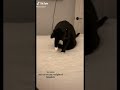 Cat Gets Confused By Weighted Blanket tiktok beccagiov