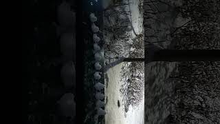 여섯 마리 오리 핑크풍