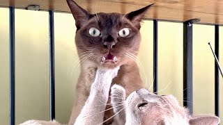 What is this FACE? - Cute Burmese Cat - Blep and Flehmen Response - My Cat's STINK FACE by Cute Burmese Cat 3,958 views 2 years ago 1 minute, 15 seconds