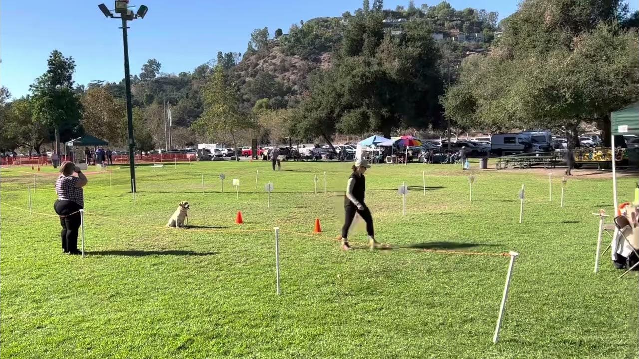 akc-obedience-beginner-novice-b-qualifying-score-196-saga-1-y-o