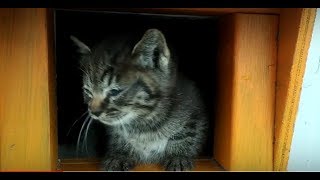 猫ハウスの入口から子猫がこっちを見ていました。