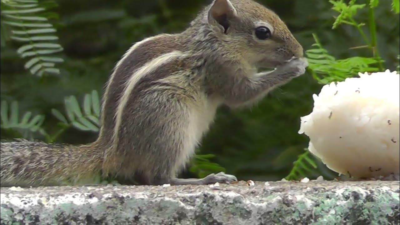 Squirrel Eating White Rice at My Home Cute Squirrel Indian Squirrel