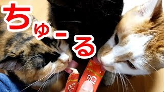 ちゅーるにメロメロ！食べっぷりが豪快な猫は誰でしょうか？