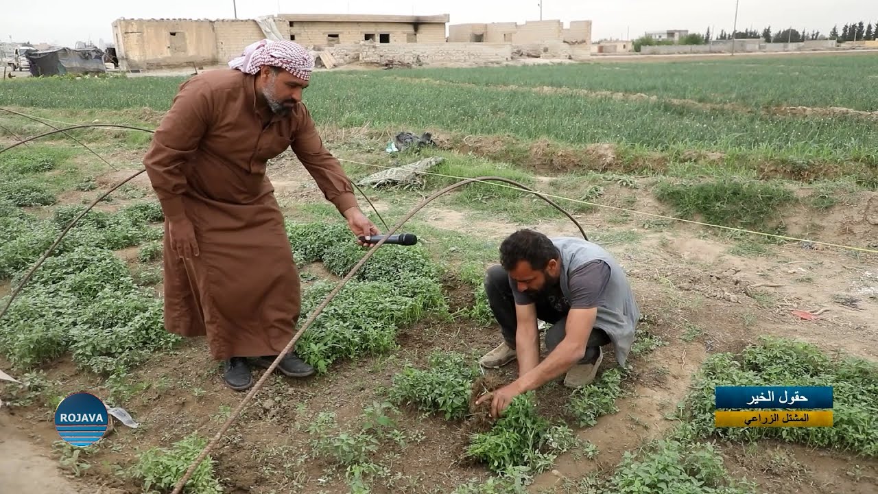 حقول الخير|| المشتل الزراعي||  3 - 5 - 2025