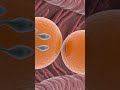 fertilization process #fertilization #anatomy #biology #medical #pregnant #usa