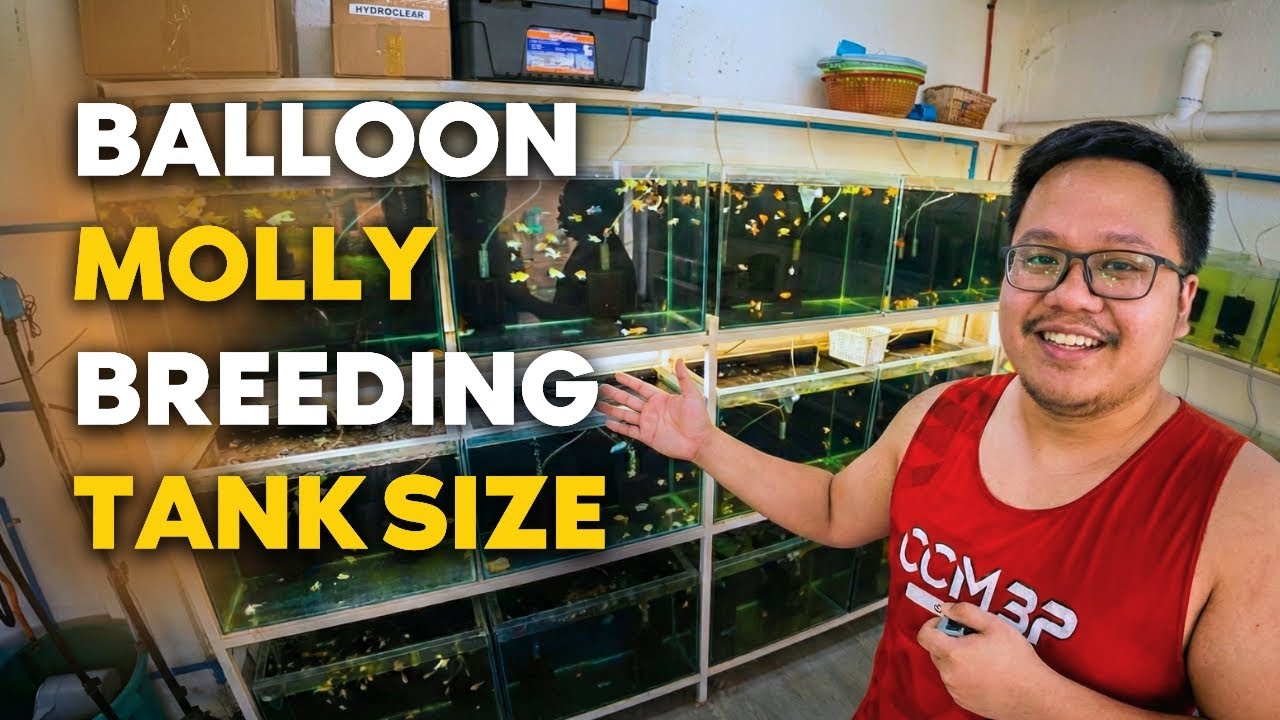 My Complete Rack Setup & Tank Sizes Explained 🏠 - YouTube