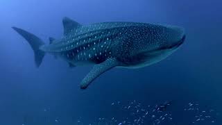 Beautiful Relaxing Music with Blue whale by Nature'sNarratives 11 views 3 months ago 4 minutes, 1 second