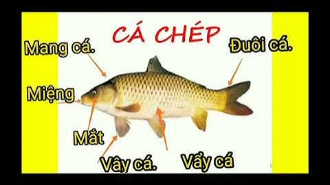 KPKH: Trò chuyện về một số loại động vật sống dưới nước