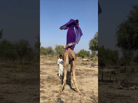 قال الجمل للفتاة أنا واقف تعالي احمليني على ظهرك