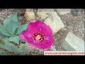 Ouverture de fleur dopuntia basilaris acclre plusieurs centaines de fois mai 2024