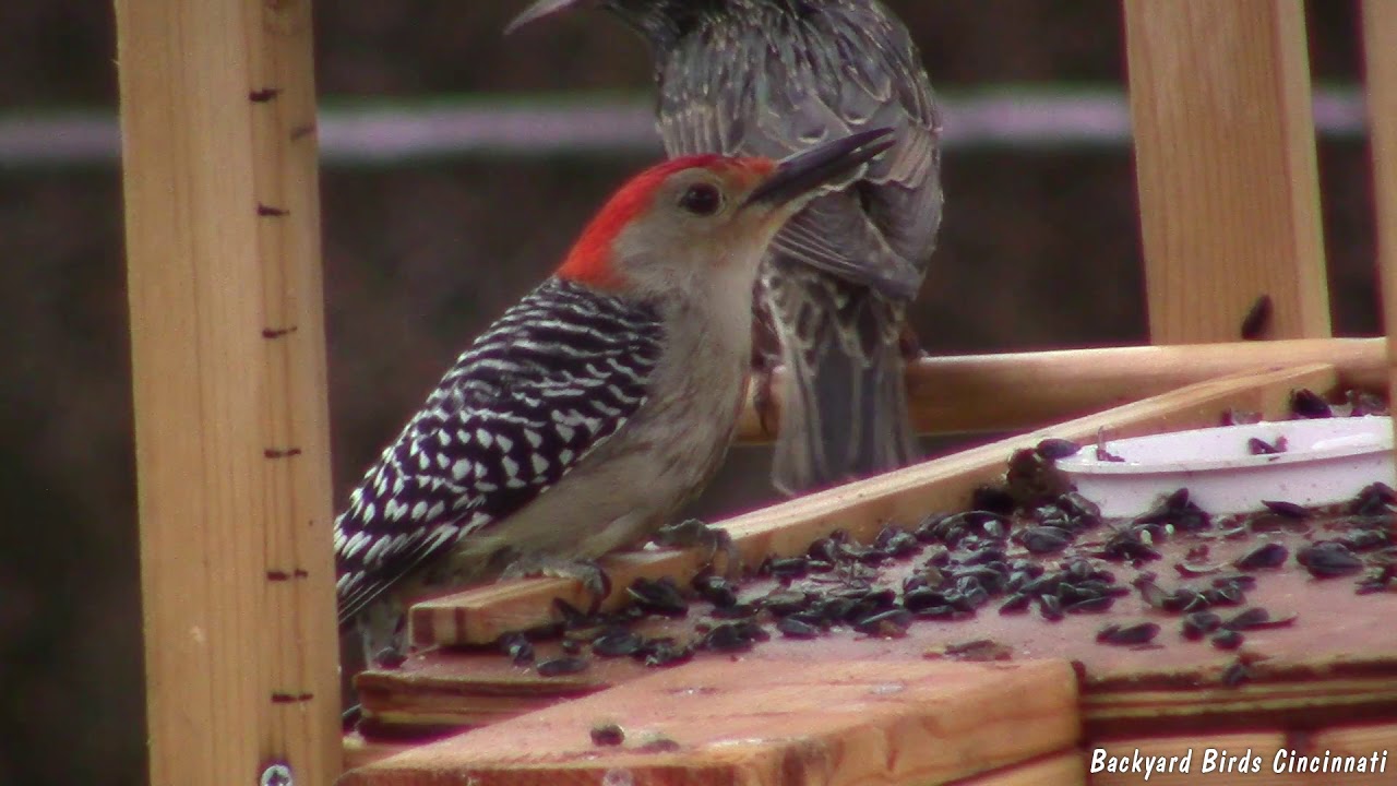 Scarlet Tanager And Red Bellied Woodpecker On Tray Feeder Youtube