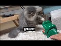 고양이 3 vs 1 악어의 대결♥ 깜찍 반응모음