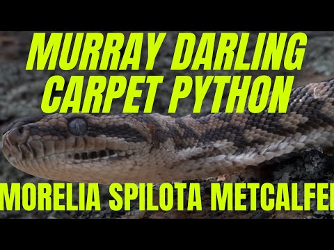[4K] Victorian locale Murray Darling Carpet Python - Morelia Spilota Metcalfei - Victoria, Australia