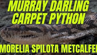 [4K] Victorian locale Murray Darling Carpet Python - Morelia Spilota Metcalfei - Victoria, Australia Net Worth