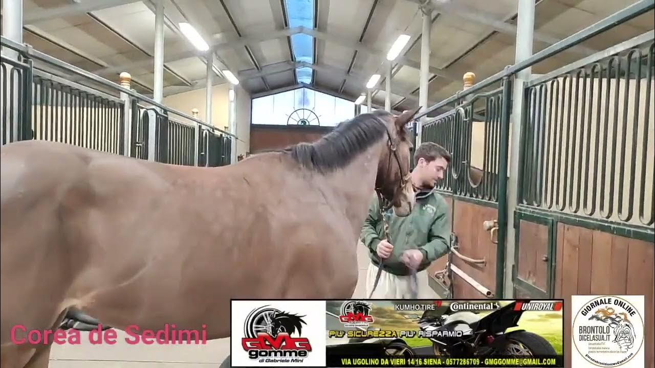 COREA DE SEDINI SCUDERIA ENRICO BRUSCHELLI 21 FEBBRAIO 2024 YouTube