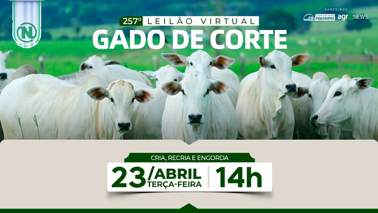 257º Leilão Virtual | GADO DE CORTE - ENL | 23/04/2024