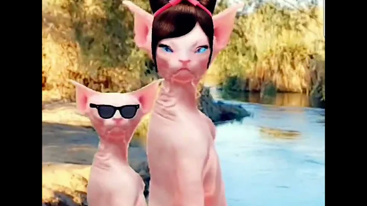 Video 11868861: sphynx cat cute dance, cat dance funny sphynx, sphynx cat cute lovely, cat nice dance