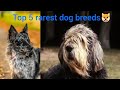 top 5 rarest dog breeds🐶 #ytshorts #shorts #short