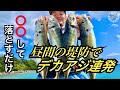 【壱岐島】誰でも簡単にデカアジ釣る方法。