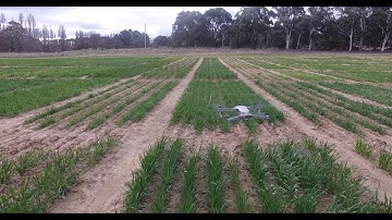 Aerial phenotyping with drones