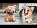 Cute baby animal Videos Compilation cutest moment of the animals - Cutest Puppies Evers #1