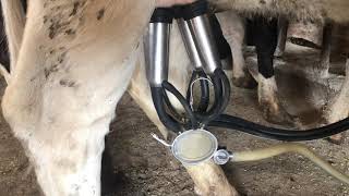 Milking Asmr