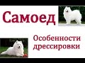 Особенности дрессировки самоеда (самоедской лайки) Как щенка так и взрослой собаки