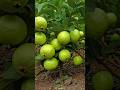 🌿পেয়ারা (GUAVA) একটি জনপ্রিয় ফল যা স্বাদ, পুষ্টিগুণ ও ঔষধি গুণের #shots #tiktok #ytsubal8