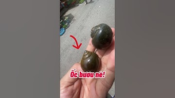 #Shorts 108 - Phân biệt ốc bươu và ốc lác.