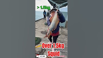 Câu mực ở Úc: con mưc hơn 1.5kg #squidfishing #squid #fishing #australia