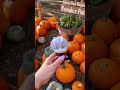 pumpkin patch season! 🎃 #lookupfigures #gojo