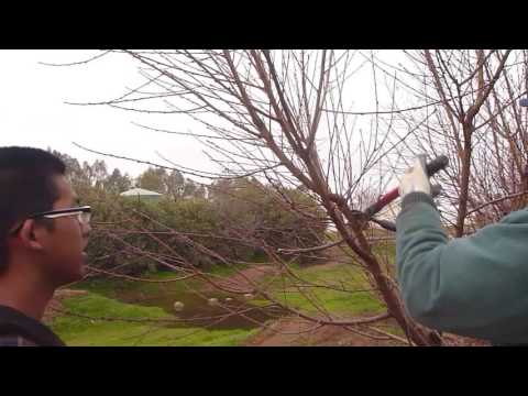 Videó: Acerola Tree Care: Hogyan neveljünk Barbados cseresznyefákat