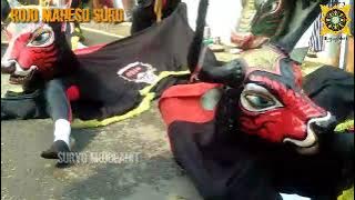 bantengan unik berkedip cantik // rojo maheso suro live mojojejer mojowarno