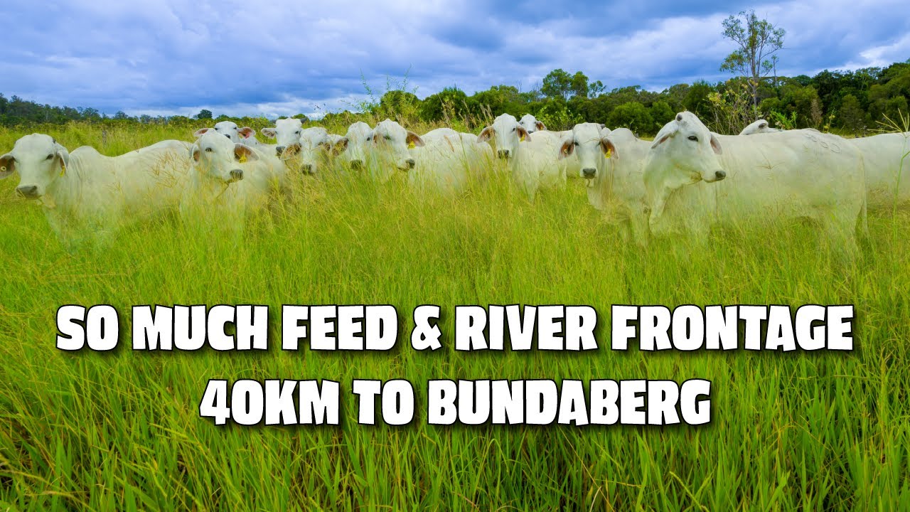 BURNETT RIVER FRONTAGE & PASTURE GALORE! 40KM TO BUNDABERG