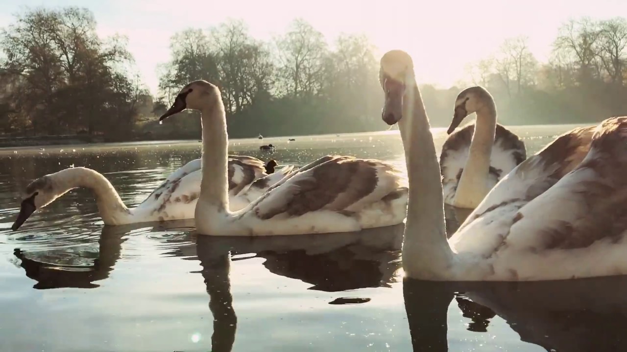 Spinks the cameraman